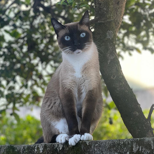 Procura-se Loki