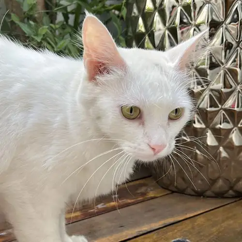 Imagem de um dos animais resgatados.