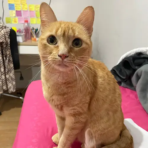 Imagem de um dos animais que estão sendo procurados por nossa equipe.