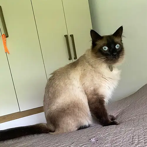 Imagem de um dos animais resgatados.