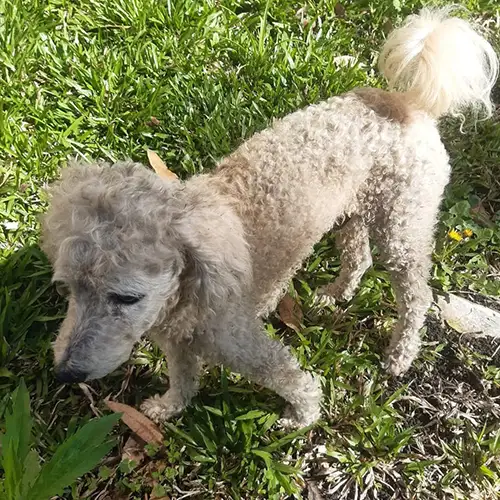 Imagem de um dos animais que estão sendo procurados por nossa equipe.