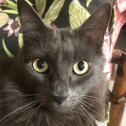 Imagem de um dos animais resgatados.