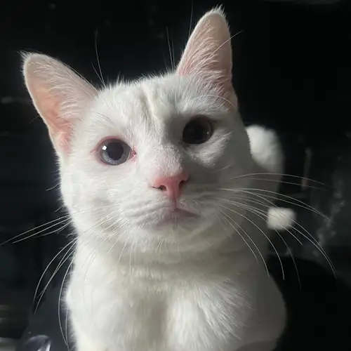 Imagem de um dos animais resgatados.