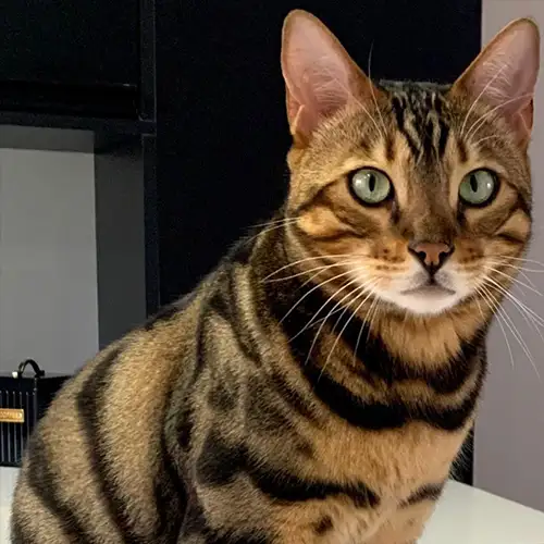 Imagem de um dos animais resgatados.