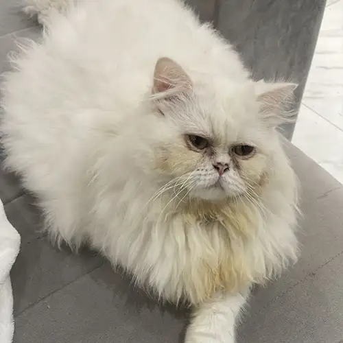 Imagem de um dos animais resgatados.