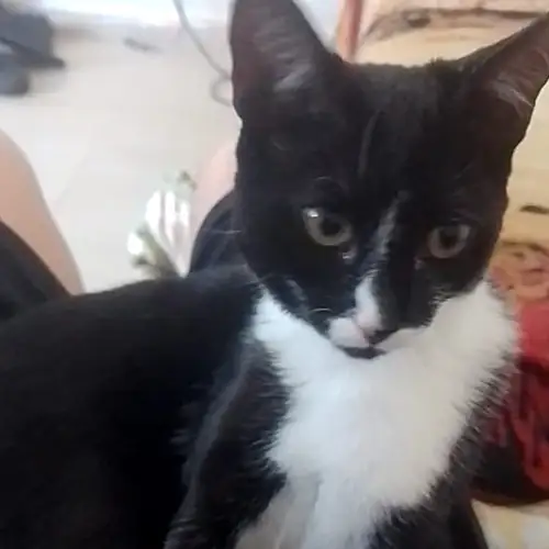 Imagem de um dos animais resgatados.