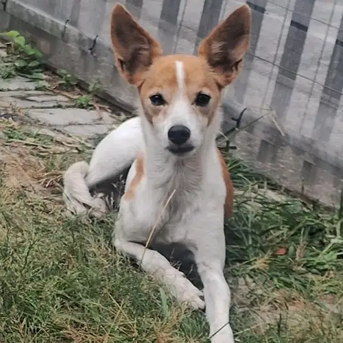 Imagem de um dos animais resgatados.