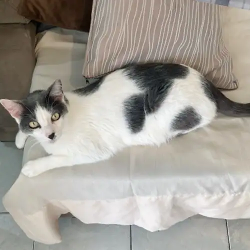 Imagem de um dos animais resgatados.