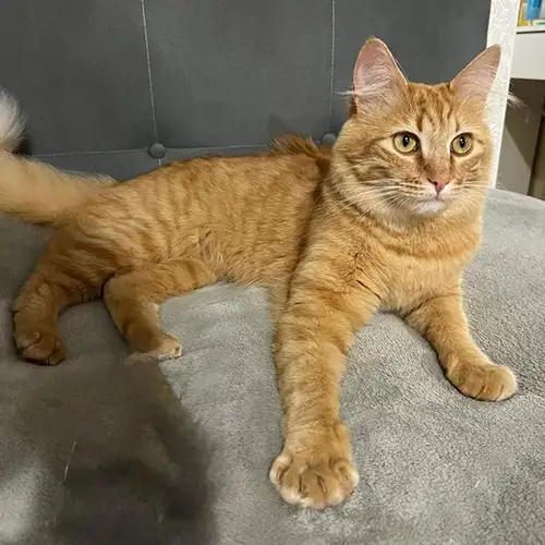 Imagem de um dos animais que estão sendo procurados por nossa equipe.