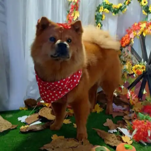 Imagem de um dos animais resgatados.