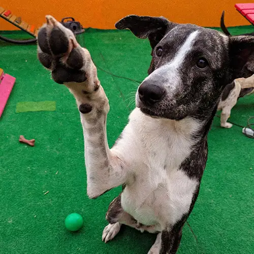 Imagem de um dos animais resgatados.