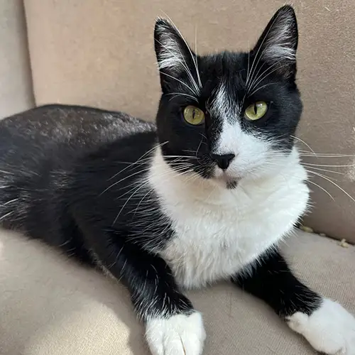 Imagem de um dos animais resgatados.