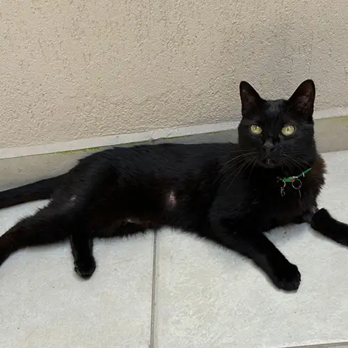 Imagem de um dos animais resgatados.