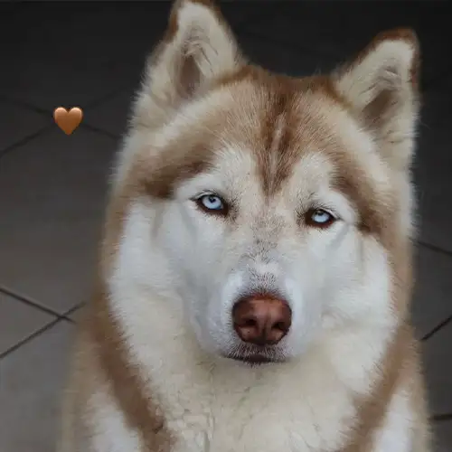 Imagem de um dos animais resgatados.