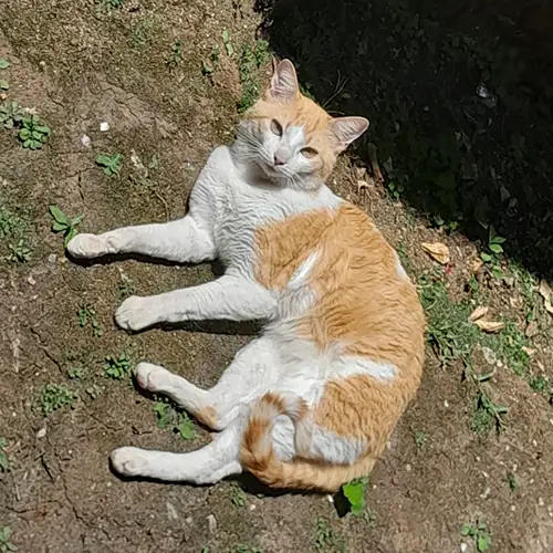 Imagem de um dos animais resgatados.