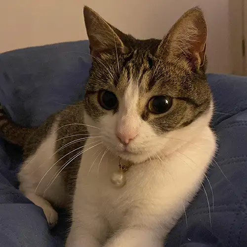 Imagem de um dos animais resgatados.