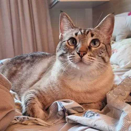 Imagem de um dos animais resgatados.