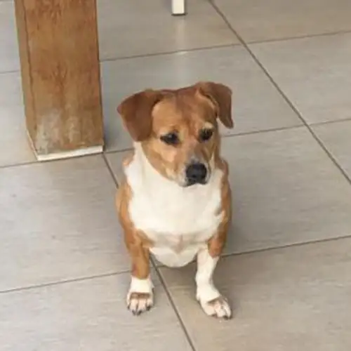 Imagem de um dos animais resgatados.