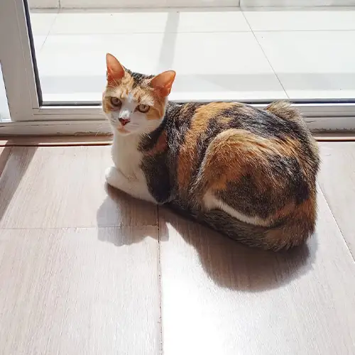 Imagem de um dos animais que estão sendo procurados por nossa equipe.