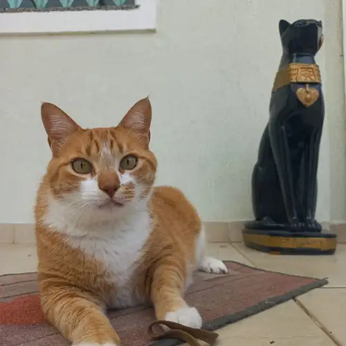 Imagem de um dos animais resgatados.