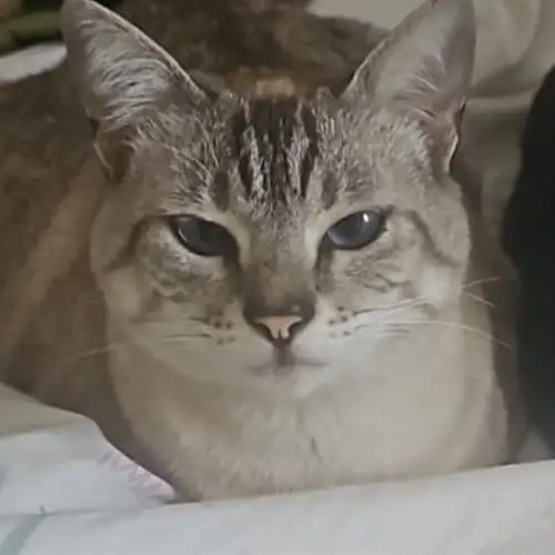 Imagem de um dos animais que estão sendo procurados por nossa equipe.