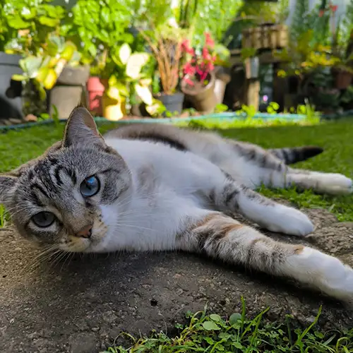 Imagem de um dos animais resgatados.