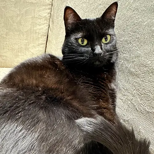 Imagem de um dos animais resgatados.