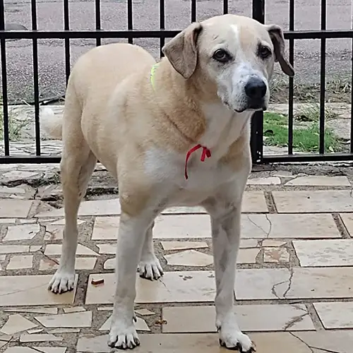 Imagem de um dos animais resgatados.