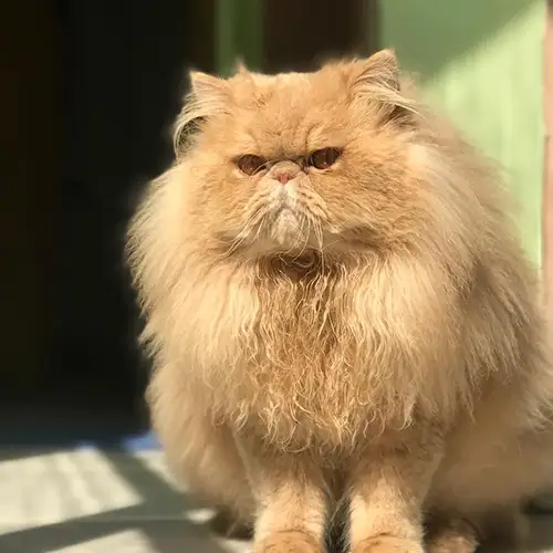 Imagem de um dos animais resgatados.