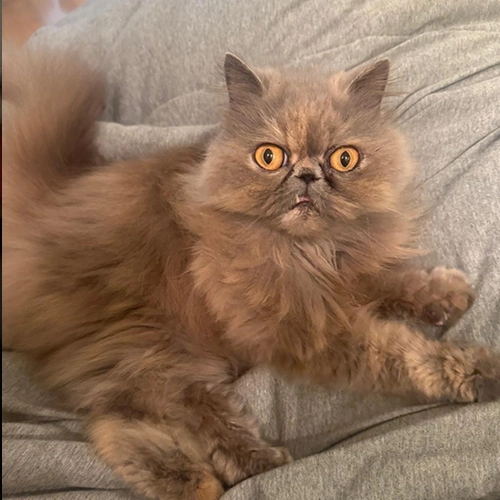 Imagem de um dos animais resgatados.