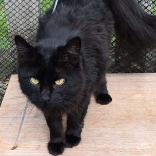 Imagem de um dos animais que estão sendo procurados por nossa equipe.