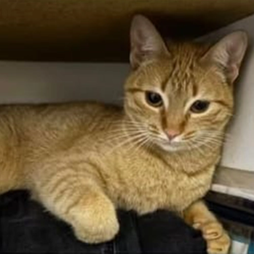 Imagem de um dos animais que estão sendo procurados por nossa equipe.