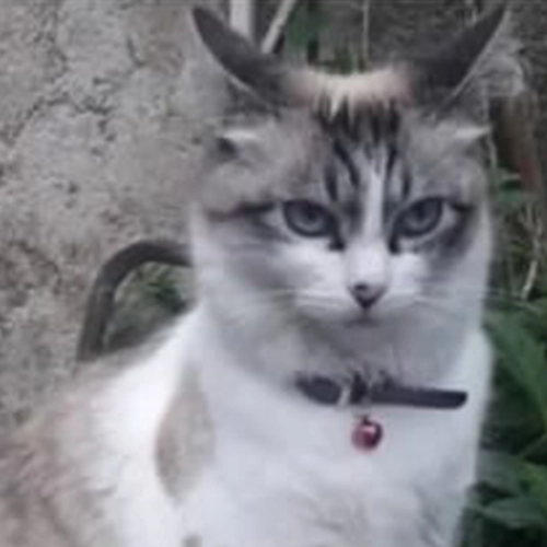 Imagem de um dos animais que estão sendo procurados por nossa equipe.