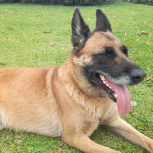 Imagem de um dos animais que estão sendo procurados por nossa equipe.