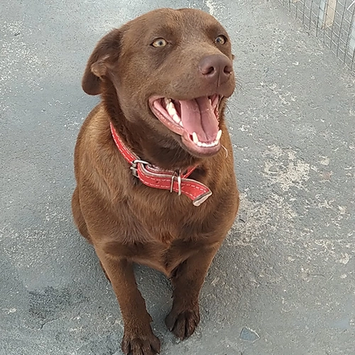 Imagem de um dos animais resgatados.