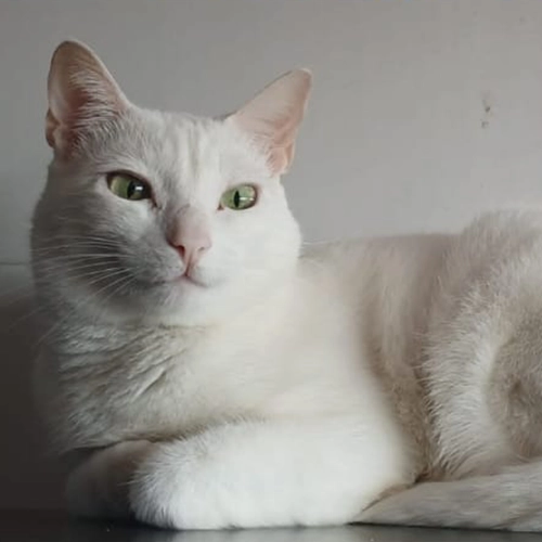 Imagem de um dos animais que estão sendo procurados por nossa equipe.