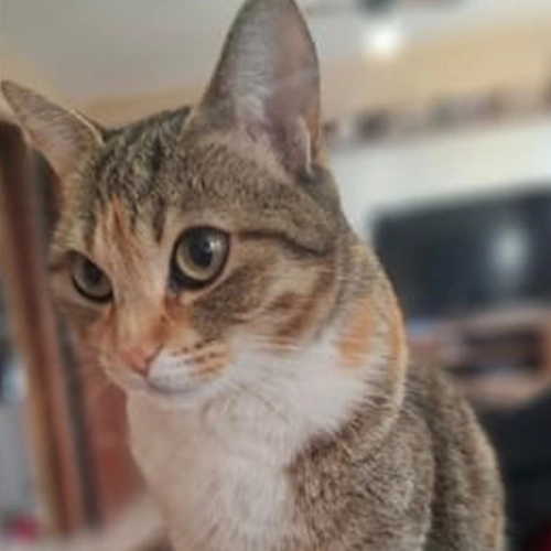 Imagem de um dos animais que estão sendo procurados por nossa equipe.