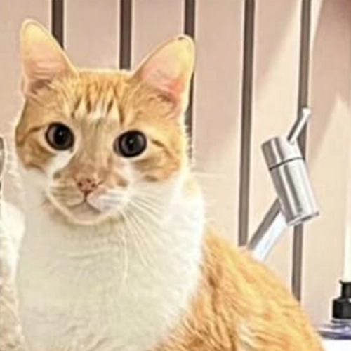 Imagem de um dos animais que estão sendo procurados por nossa equipe.