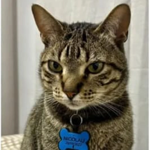 Imagem de um dos animais que estão sendo procurados por nossa equipe.