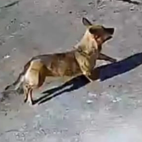 Imagem de um dos animais que estão sendo procurados por nossa equipe.