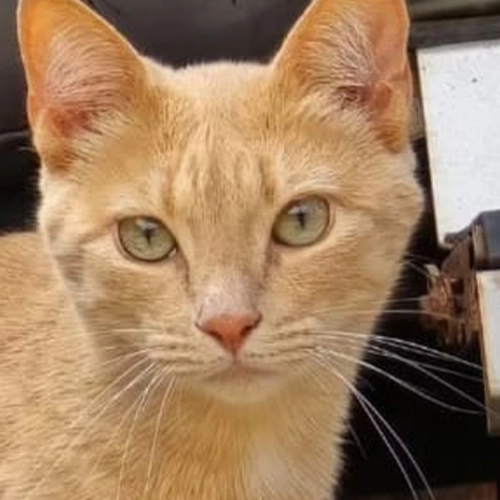 Imagem de um dos animais que estão sendo procurados por nossa equipe.