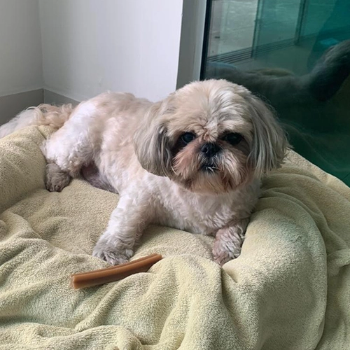 Imagem de um dos animais resgatados.