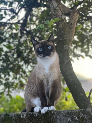 loki