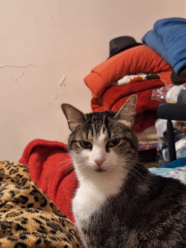 miau